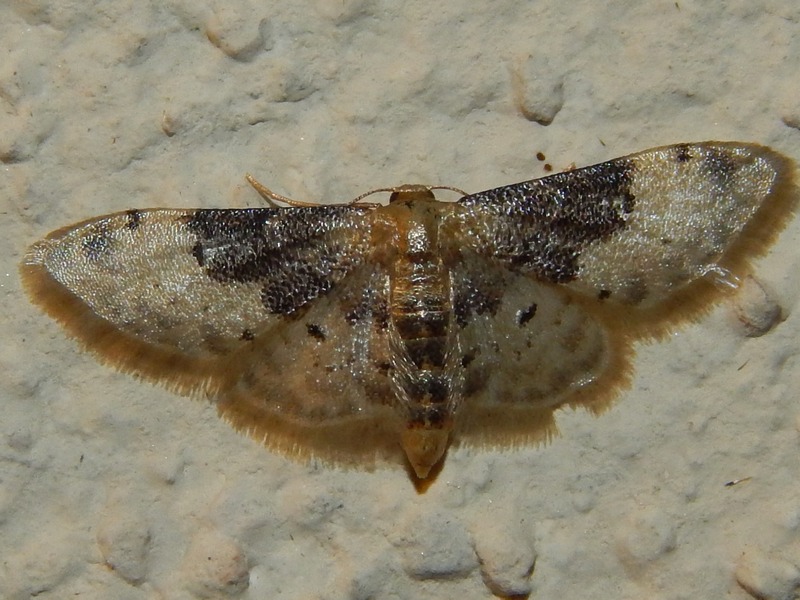 Idaea filicata